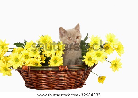 British blue kitten in basket with yellow flowers