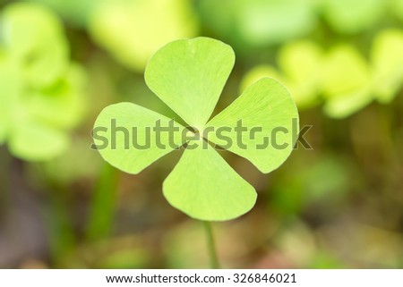 four leaves clover 