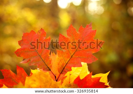 colorful autumn leaves. natural background