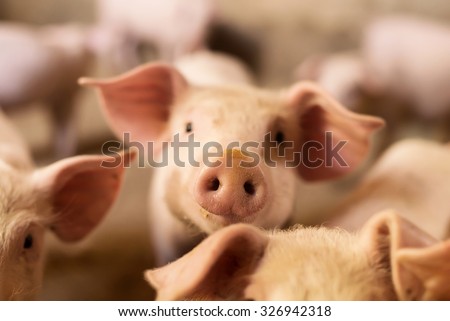 Pig nose in the pen. Focus is on nose. Shallow depth of field. Royalty-Free Stock Photo #326942318