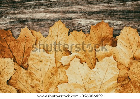 yellow maple  leaves on wooden desk. vintage  autumn background 