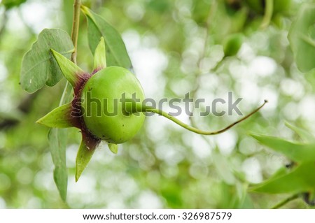 Cork tree, Mangrove apple