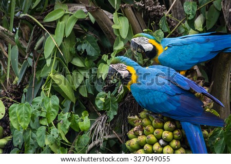 Brazilian Caninde Macaw eating coconuts - Mato Grosso State - Brazil Royalty-Free Stock Photo #327049055