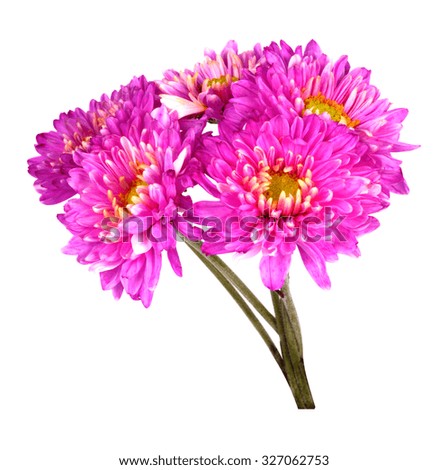 a beautiful pink flower on white background