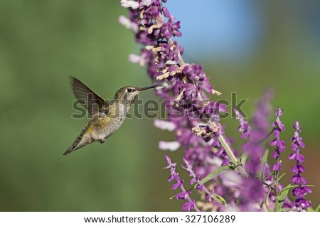 Garden scene: a hummingbird (most likely a female Anna's) hovering and feeding on Mexican Bush Sage. Photo taken in Southern California.