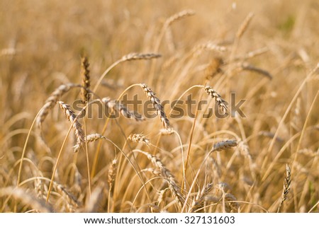 Close up backdrop of ripening ears of yellow wheat field background Copy space of the setting sun rays on horizon in rural meadow Close up nature photo Idea of a rich harvest