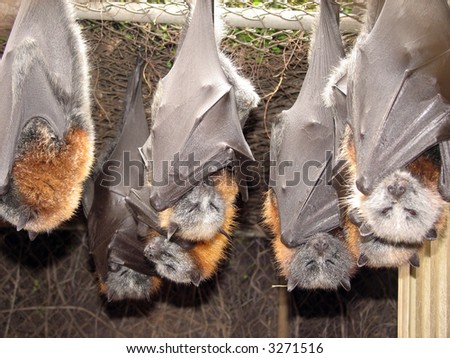 bats just hanging around Royalty-Free Stock Photo #3271516