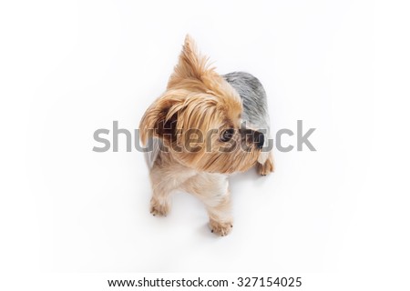Yorkshire dog. Color studio photography on white background, view from above