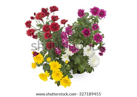 Red, pink, yellow and white chrysanthemum flower in a pot, on a white background