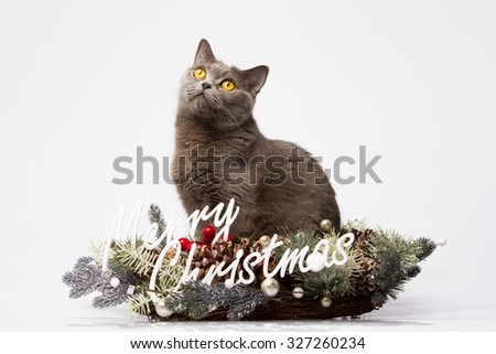 British cat poses in a Christmas wreath on a white background