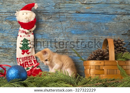 Christmas greeting card, funny playful cat and old wooden background
