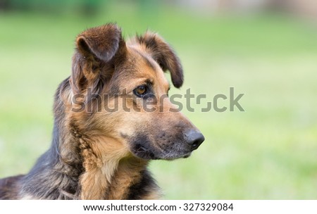 Portrait of a cute mixed breed watchdog in green field