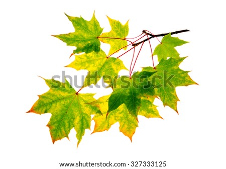 Branch of autumn leaves  isolated on white background .