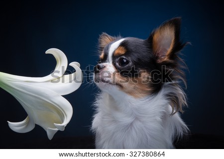 Chihuahua dog smelling lily on blue background