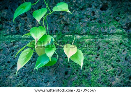 Ivy leaves heart shape on old bricks wall