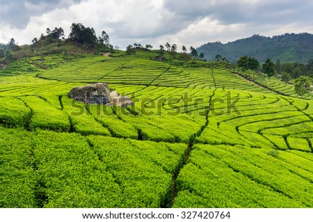 Tea plantation in Bandung, Indonesia Royalty-Free Stock Photo #327420764