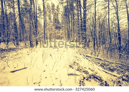 Vintage photo of forest at winter. Beautiful winter time photo. Photo with retro filter effect.