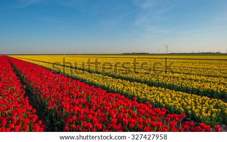 Flower bulb cultivation of tulips in spring 