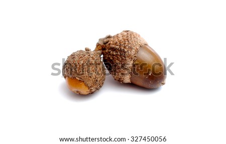 Picture of an Acorn in a studio. Autumn theme