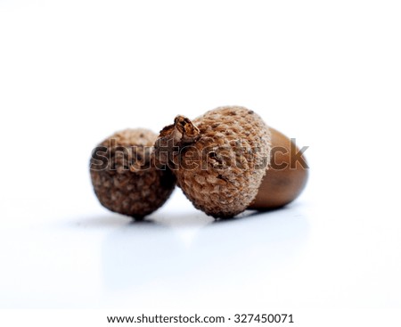 Picture of an Acorn in a studio. Autumn theme