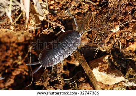 Closeup view of a woodlice bug walking on the dirt.