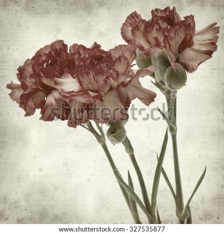 textured old paper background with variegated carnation flower