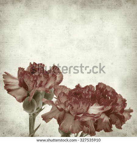 textured old paper background with variegated carnation flower