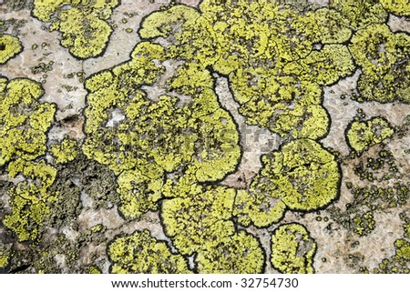 Photo of abstract background of mossy color soil on the rock