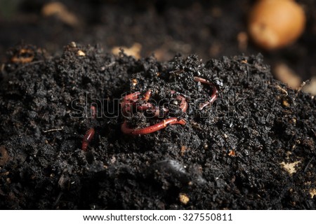 Californian red worm on top of compost pile. Red worms used for vermicomposting or making compost.