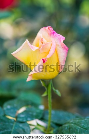 Peace Rose or Yellow and Pink Rose in Garden, Thailand.