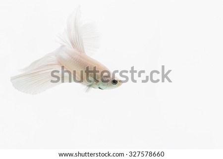 Capture the moving moment of white siamese fighting fish isolated on white background, Half Moon. Betta fish