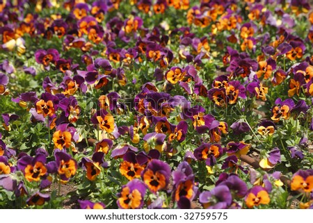 Field bright multy-colour flowers "pansies"