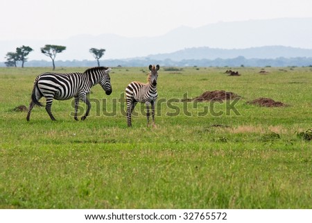 Mother and Baby Zebra in Singita Grumeti Reserves, Tanzania. Royalty-Free Stock Photo #32765572