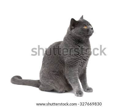 gray cat on a white background looking up. horizontal photo.
