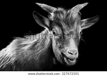 tibetan goat