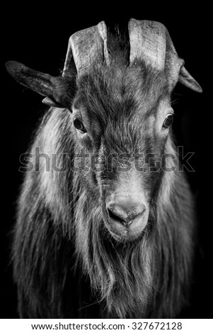 tibetan goat
