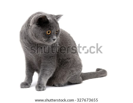gray cat breeds Scottish Straight on a white background. horizontal photo.