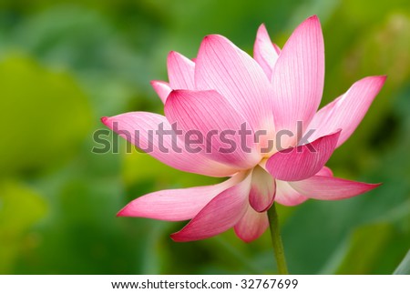 It is the beautiful lotus flower photo.
