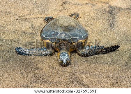 Green Turtle while relaxing on sandy beach in big island in Hawaii