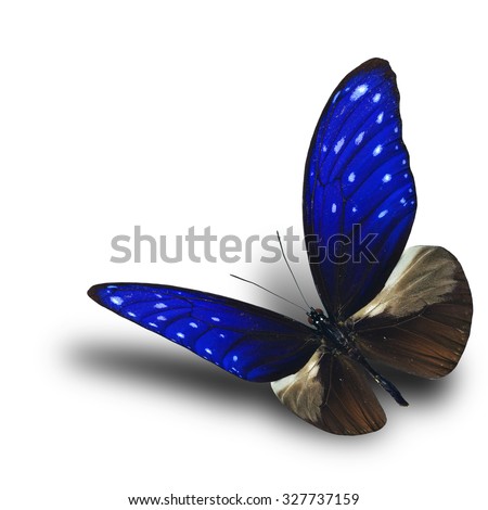 Exotic flying Striped Blue Crow butterfly with soft shadow on white background, the beautiful black and blue butterfly