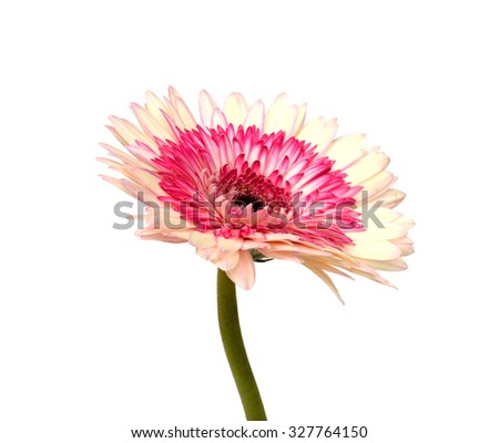white Chrysanthemums on mulberry paper texture

