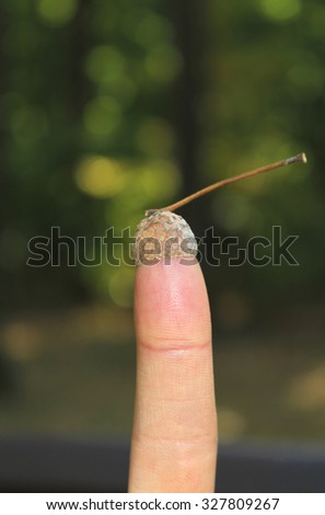 One finger on the picture of an acorn hat. nature. In the background of green trees. 