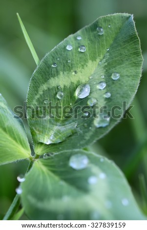Closeup indoor natural fresh green leaf plant with many shiny transparent drops of water dew raindrops against green background, vertical picture