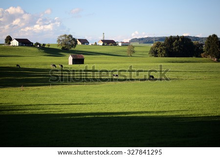 Beautiful summer sunny country landscape with cows on green grass meadow and provence buildings on horizon against bright blue sky with few low white clouds background, horizontal picture