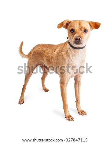 Young tan color Chihuahua mixed breed dog standing up on a white studio background