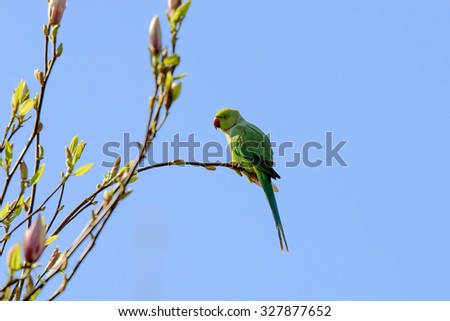 Green rose-ringed parakeet sitting on a bending branch of a magnolia tree. Blue sky background.