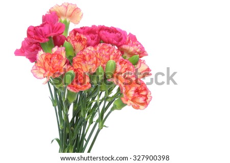 Bouquet of carnation/Pictured  bouquet of carnationn in a white background.