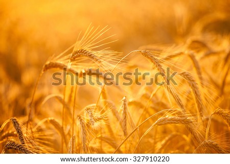 Ripening ears of yellow wheat field on the sunset sky background. Nature photo Idea of rich harvest.