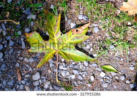 Fallen maple leaf