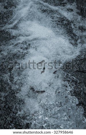Image of trout in the stream of water